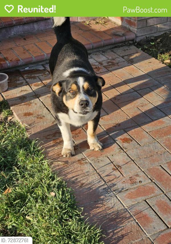 Reunited Male Dog last seen Rancho and 2nd st, Colton, CA 92324