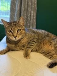 Reunited Female Cat last seen Kildaire church , Cary, NC 27511