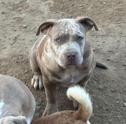 Lost Female Dog last seen Joliet street & Custer or Jolee & Lorrie, Richardson, TX 75080