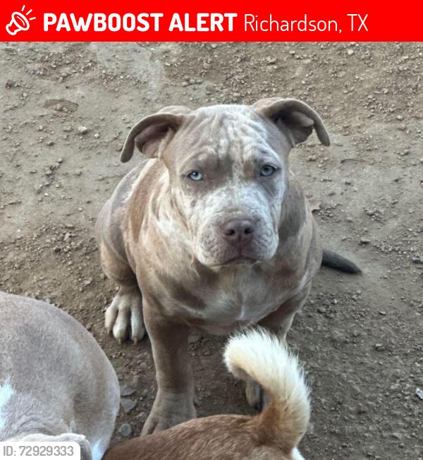 Lost Female Dog last seen Joliet street & Custer or Jolee & Lorrie, Richardson, TX 75080