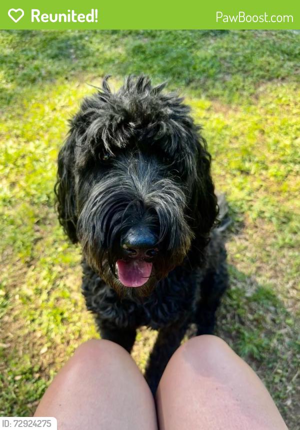 Reunited Female Dog last seen Near N Palmetto St, Liberty, SC 29657, USA, Liberty, SC 29657
