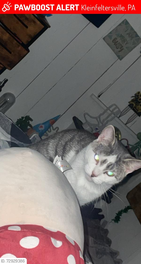 Lost Female Cat last seen Kleinfeltersville , Kleinfeltersville, PA 17073