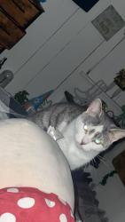 Lost Female Cat last seen Kleinfeltersville , Kleinfeltersville, PA 17073
