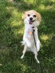 Reunited Female Dog last seen Barker and d12, Sioux City, IA 51108