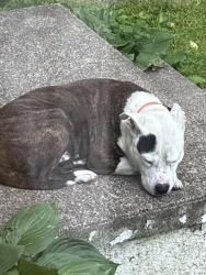 Found/Stray Male Dog last seen Milton, Milton, WV 25541