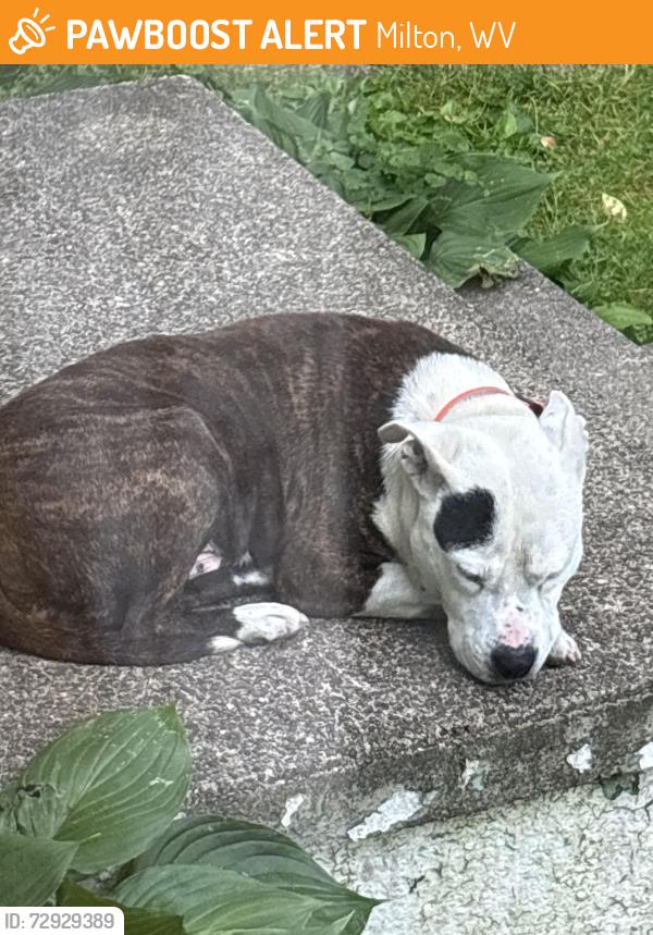 Found/Stray Male Dog last seen Milton, Milton, WV 25541