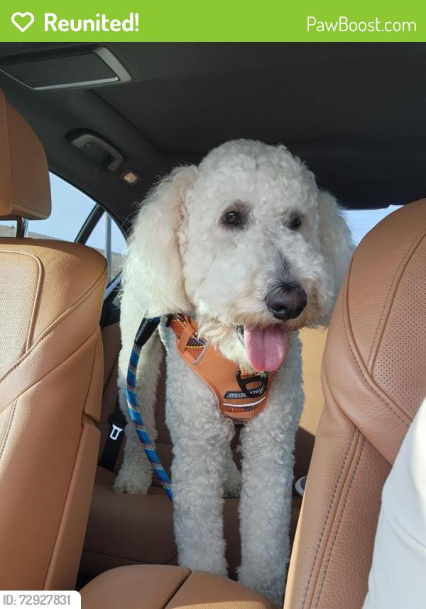 Reunited Male Dog last seen Near Chislestone Ln. , Katy, TX 77449