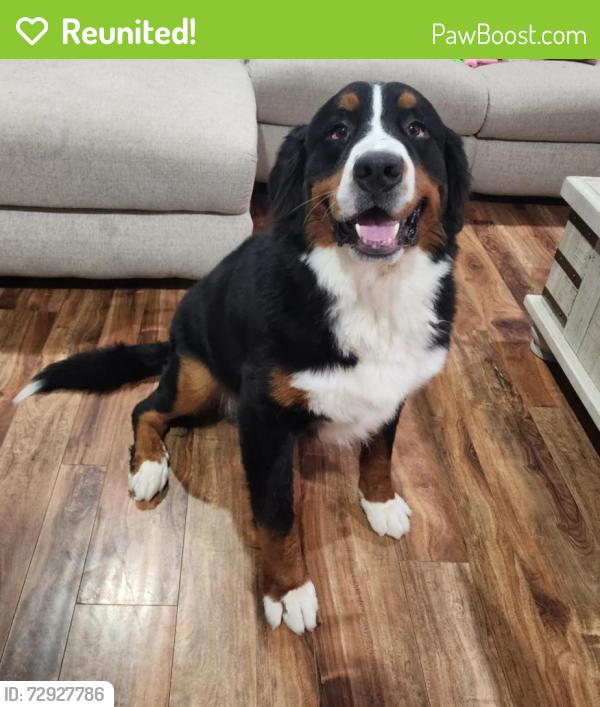 Reunited Male Dog last seen Rocky Manor & Chislestone Ln. , Katy, TX 77449