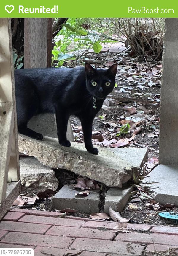 Reunited Unknown Cat last seen Btwn Roberts & West Capps, Fort Worth, TX 76110