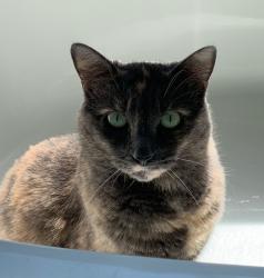 Lost Female Cat last seen Polo de & post rd, Cumming, GA 30040