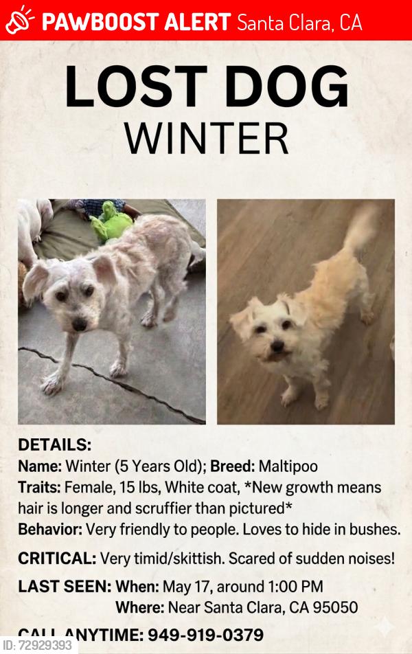 Lost Female Dog last seen Apple Park, Sunnyvale, CA 94087