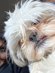 Reunited Male Dog last seen Diamond Rd and Mojave , Victorville, CA 92394