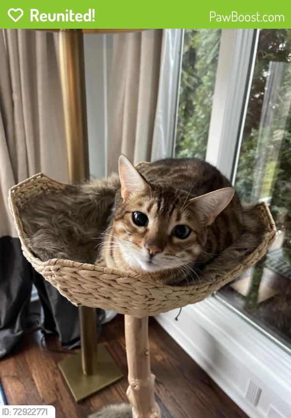 Reunited Female Cat last seen McMillan Rd, Grosse Pointe Farms, MI 48236, USA, Grosse Pointe Farms, MI 48236