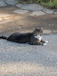 Reunited Unknown Cat last seen Maybrook ave and mast road, Manchester, NH 03102