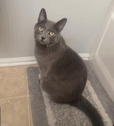 Reunited Male Cat last seen Iris and Lasselle , Moreno Valley, CA 92555