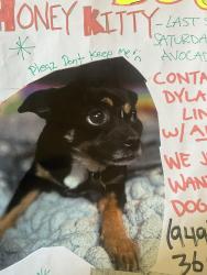 Lost Female Dog last seen Near Avalon st Costa Mesa , Costa Mesa, CA 92627