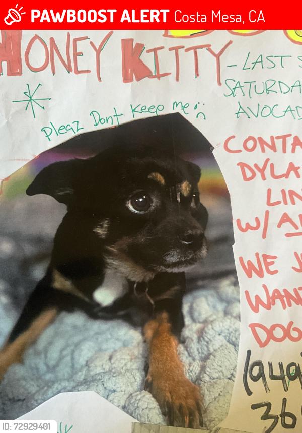 Lost Female Dog last seen Near Avalon st Costa Mesa , Costa Mesa, CA 92627