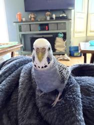Lost Female Bird last seen Oak road between Lapeer and Davison , Davison, MI 48423