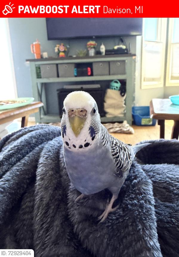Lost Female Bird last seen Oak road between Lapeer and Davison , Davison, MI 48423