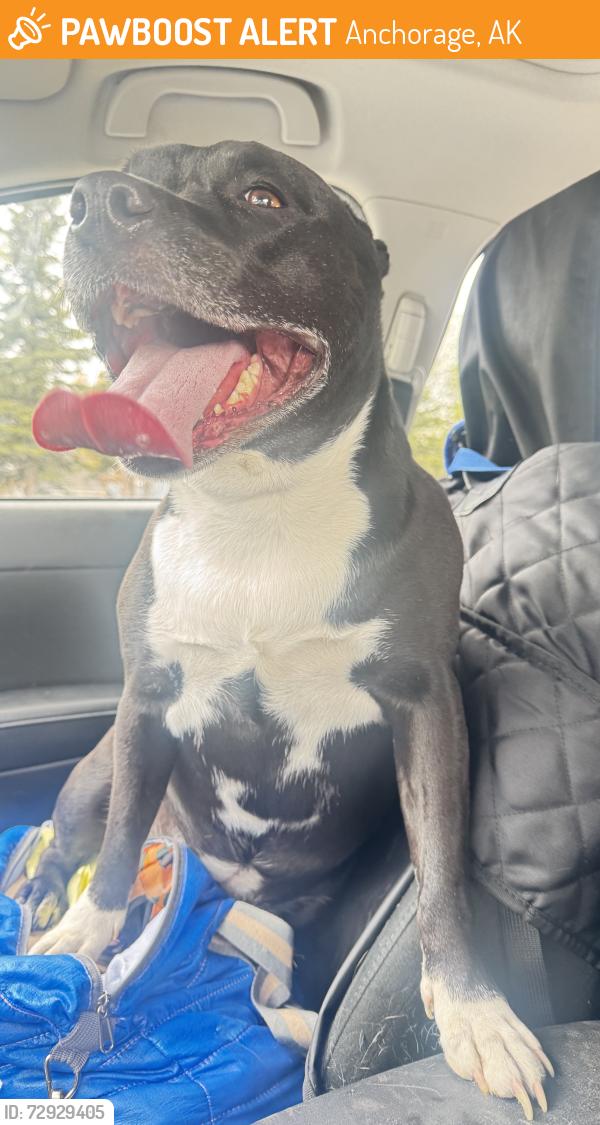 Found/Stray Female Dog last seen Independence Dr, Anchorage, AK 99507