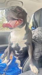 Found/Stray Female Dog last seen Independence Dr, Anchorage, AK 99507