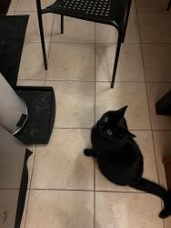 Reunited Male Cat last seen Fred mason street Keswick Ontario, Georgina, ON L0E