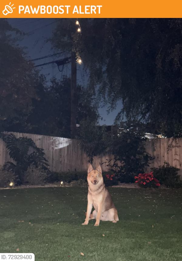 Found/Stray Male Dog last seen Galemont avenue, Hacienda heights, Hacienda Heights, CA 91745