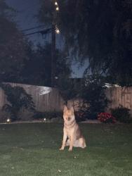 Found/Stray Male Dog last seen Galemont avenue, Hacienda heights, Hacienda Heights, CA 91745
