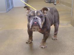 Shelter Stray Male Dog last seen CANAL AVE/FOLSOM BLVD, 95742, Sacramento, CA 95827
