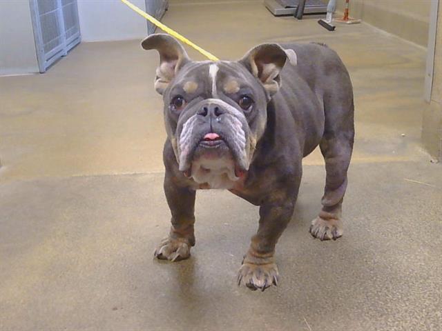 Shelter Stray Male Dog last seen CANAL AVE/FOLSOM BLVD, 95742, Sacramento, CA 95827