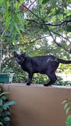 Reunited Female Cat last seen Conjunto Residencial Vista Verde , São Paulo, SP 05171-500