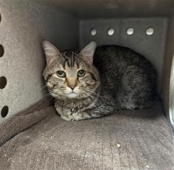 Shelter Stray Male Cat last seen Near BLOCK WINNERS CIRCLE APT 08, Watterson Park, KY 40218