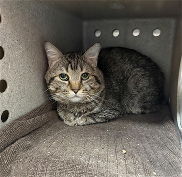 Shelter Stray Male Cat last seen Near BLOCK WINNERS CIRCLE APT 08, Watterson Park, KY 40218