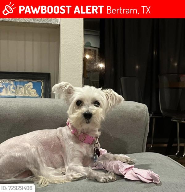 Lost Female Dog last seen Cedar Street, Bertram, TX 78605