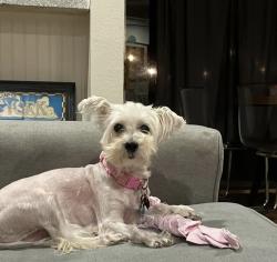 Lost Female Dog last seen Cedar Street, Bertram, TX 78605