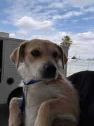 Shelter Stray Female Dog last seen Near BLOCK AIRPORT DR, BAKERSFIELD CA 93308, Bakersfield, CA 93308