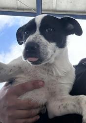 Shelter Stray Male Dog last seen Near BLOCK E WARREN AVE, BAKERSFIELD CA 93308, Bakersfield, CA 93308