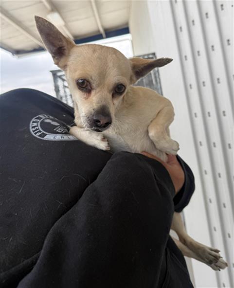 Shelter Stray Male Dog last seen Near BLOCK BELLE TERRACE, BAKERSFIELD CA 93309, Bakersfield, CA 93308