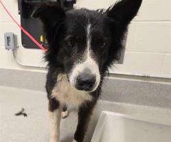 Shelter Stray Female Dog last seen FLEMMING/MCCOURTNEY, Auburn, CA 95603