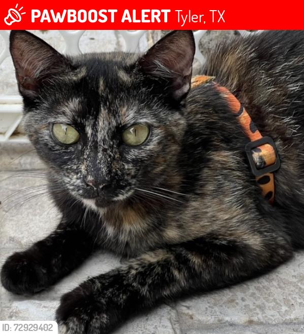 Lost Female Cat last seen Cherryhill Drive/Neighbors Road and Elk River Road, Tyler, TX 75702