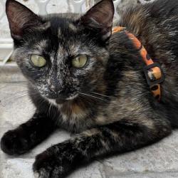 Lost Female Cat last seen Cherryhill Drive/Neighbors Road and Elk River Road, Tyler, TX 75702
