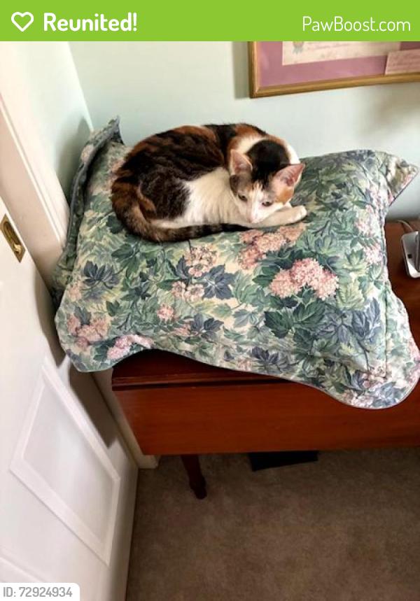 Reunited Female Cat last seen Russ Rd & Hillside Drive, Greenville OH, Greenville, OH 45331