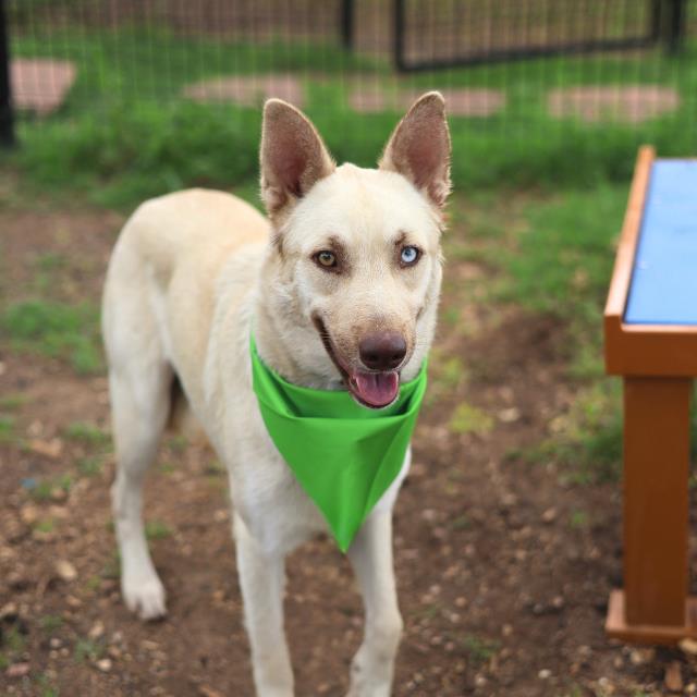 Shelter Stray Female Dog last seen S LAREDO ST, San Antonio, TX 78227