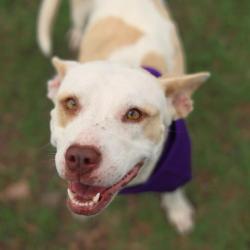 Shelter Stray Female Dog last seen Near BLOCK E COMMERCE, San Antonio, TX 78227