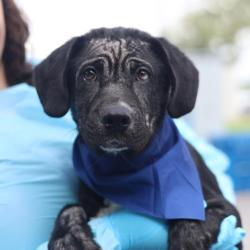 Shelter Stray Male Dog last seen WALLSTREET, San Antonio, TX 78227