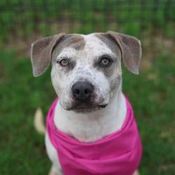 Shelter Stray Female Dog last seen Near BLOCK SE MILITARY RD, San Antonio, TX 78227
