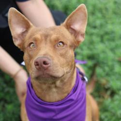 Shelter Stray Female Dog last seen W WOODLAWN AVE, San Antonio, TX 78227