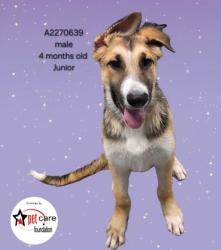 Shelter Stray Male Dog last seen , Los Angeles, CA 90031