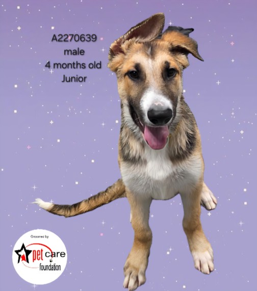 Shelter Stray Male Dog last seen , Los Angeles, CA 90031