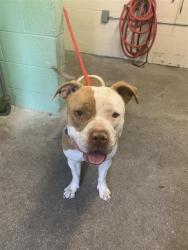 Shelter Stray Female Dog last seen DULLANTY WAY & MCKINLEY VILLAGE WAY, Sacramento, CA 95818